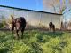 Animal Housing Kennels